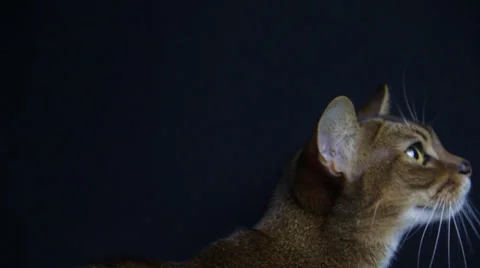 Cat Smells Something Keenly Stock Footage 35492472