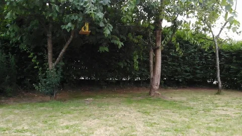 Cat sneaking behind the trees Stock Footage 121231092