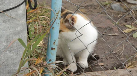Cat sneaking over the fence Stock Footage 44219162