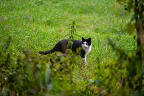 A cat is sneaking through a field looking  for mice Stock Photos