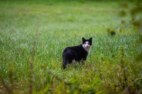 A cat is sneaking through a field looking  for mice Stock Photos