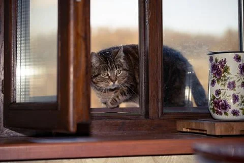 The cat sneaks into the open window Stock Photos