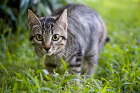 Cat sneaks through the thick grass. Red cat walks in the garden. Juicy greens in Stock Photos