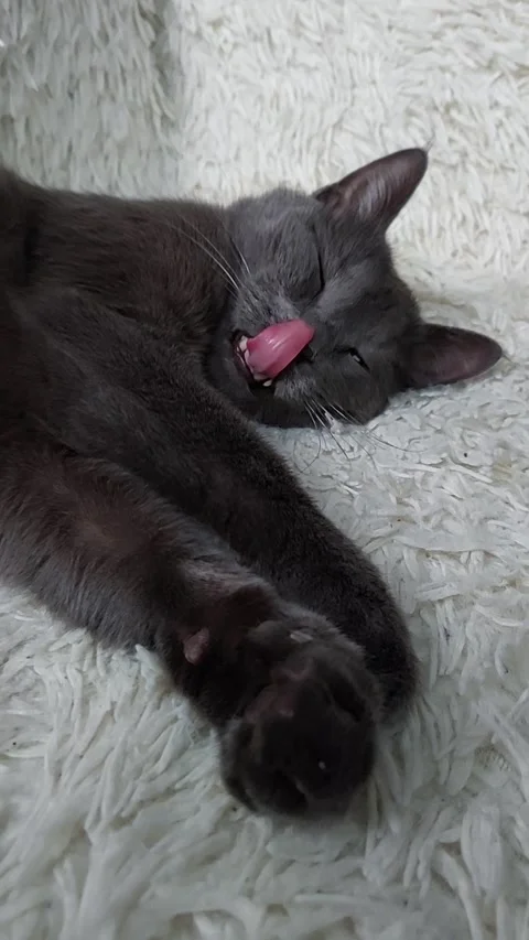 Cat sneezes Stock Footage 228277473