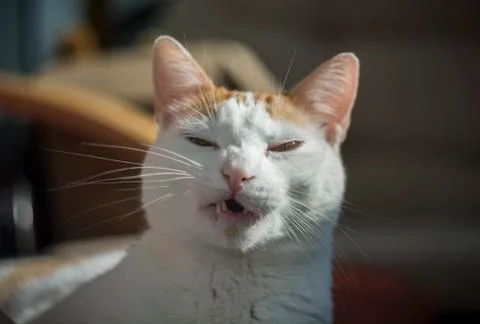 Cat sneezing 스톡 사진