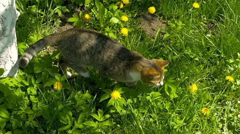 Cat sniff bee on flower Stock Footage 63289657