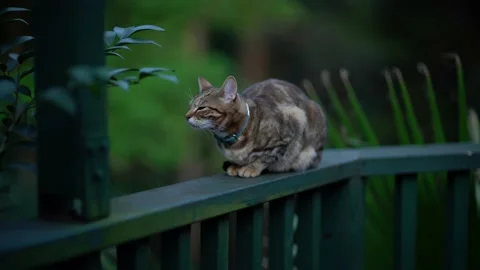 A cat is sniffing air while sitting on a railing among plants. Stockbeeldmateriaal 132403050