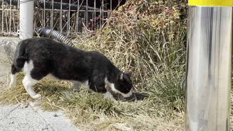 Cat sniffing around in the forest Видео 172004846