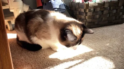 Cat Sniffing Carpet in Sunbeam Stock Footage 232899613