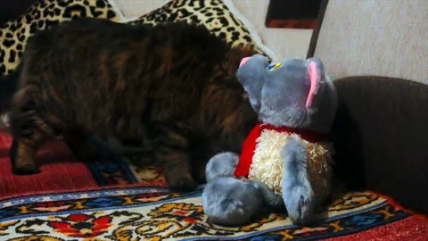 Cat sniffing a stuffed toy 스톡 동영상 85578884
