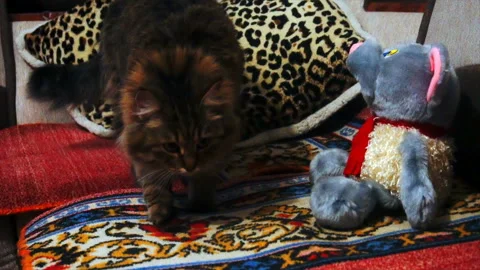 Cat sniffing a stuffed toy Stock-Footage 85579262