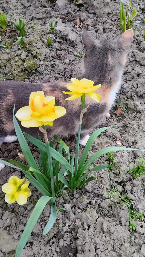 Cat sniffing yellow daffodils Stock Footage 330588513