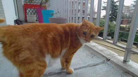 Cat sniffs and carefully examines the lens of the camera out of curiosity. Stock Footage 140380880