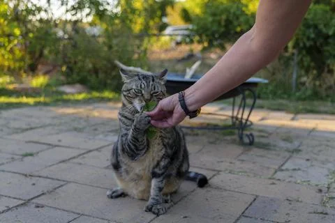 The cat sniffs and licks catnip in the backyard Stock Photos