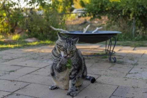 The cat sniffs and licks catnip in the backyard Stock Photos