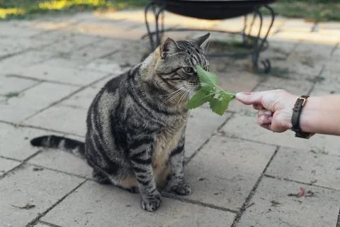 The cat sniffs and licks catnip in the backyard Stock Photos