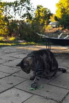 The cat sniffs and licks catnip in the backyard Stock Photos