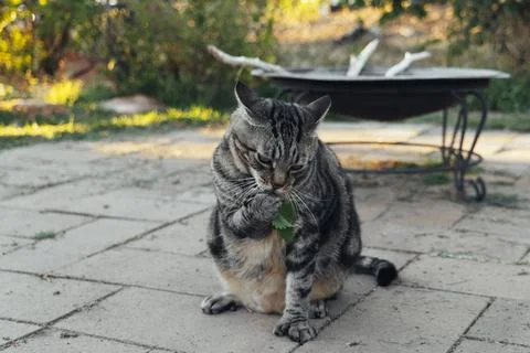 The cat sniffs and licks catnip in the backyard Stock Photos