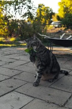 The cat sniffs and licks catnip in the backyard Stock Photos