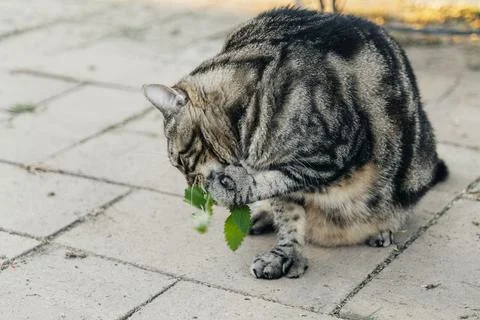 The cat sniffs and licks catnip in the backyard Stock Photos