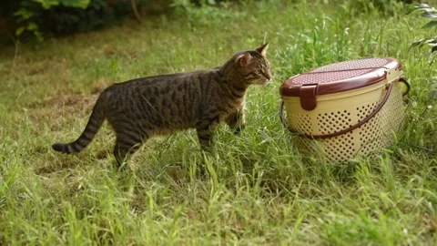 Cat sniffs and licks moving picnic basket on grass Stock Footage 151735724