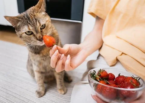 The cat sniffs berry Stock Photos