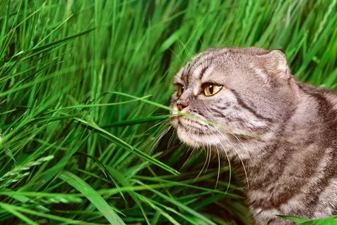 The cat sniffs a blade of grass close-up. Stock Photos