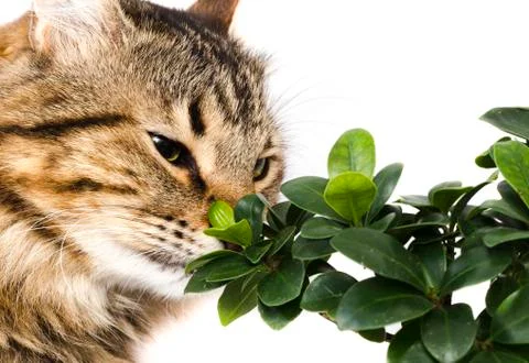 Cat sniffs bonsai Stock Photos