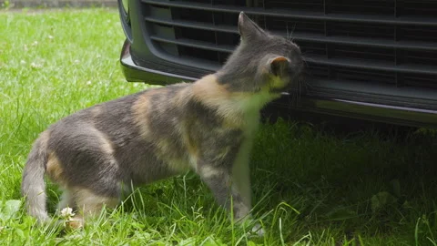 The cat sniffs the car Video stock 281441618
