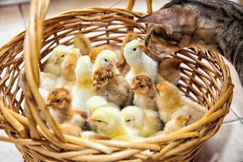 The cat sniffs chickens in a basket Stock Photos