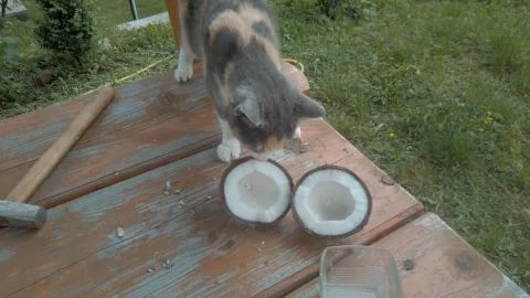 Cat sniffs coconut on table. Two halves of coconut and glass of coconut water on Stock Photos