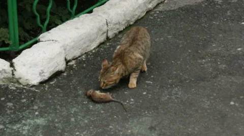 The cat sniffs dead rat. Vídeos de archivo 37871464