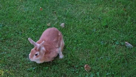 The cat sniffs Easter Bunny on the lawn close-up. Fluffy brown rabbit walks on Stock Footage 342706709
