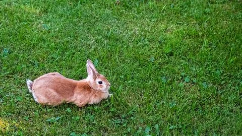 The cat sniffs Easter Bunny on the lush lawn close-up. Fluffy brown rabbit 库存照片