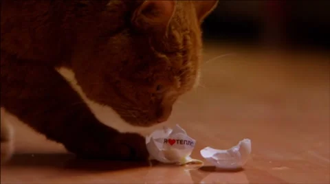 Cat sniffs the egg shell Stock Footage 7903956
