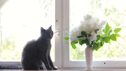 The cat sniffs the flowers on the window . Dangerous flowers for animals. Pets. Stock Footage 190002035