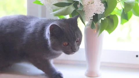 The cat sniffs the flowers on the window . Dangerous flowers for animals. Pets. Stock Footage 190002215