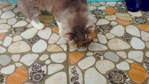 Cat sniffs the frog on the ceramic floor Stock-Footage 291276101