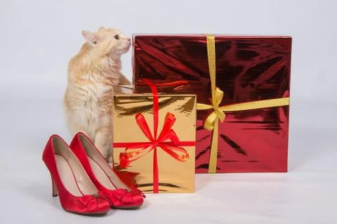 The cat sniffs the gift boxes that are next to the red lady's high-heeled sho Stock Photos