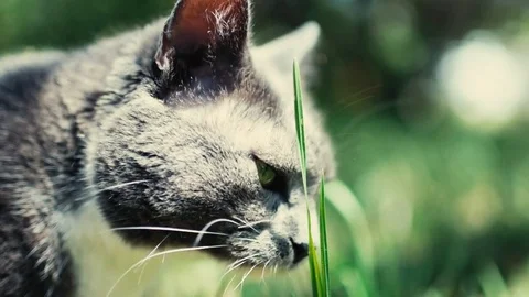 Cat sniffs grass Stock Footage 83233548