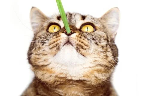 Cat sniffs the grass on a white background. Cat muzzle and blade of grass isolat Stock Photos