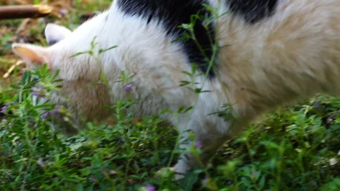 The cat sniffs the green grass, smelling the smell of the future victim, an.. Stock Footage 285345192