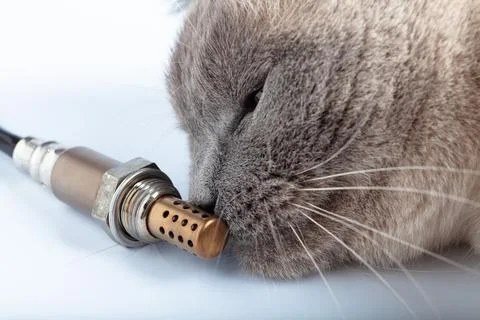 Cat sniffs the Oxygen sensor for gasoline and diesel engines. Stock Photos