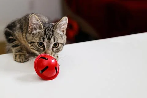 The cat sniffs a red Christmas bell. Stock Photos