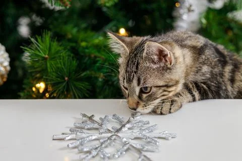 The cat sniffs a shiny Christmas snowflake. Stock Photos