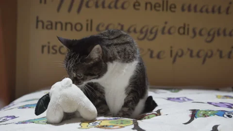 Cat sniffs a soft toy Video stock 145079117