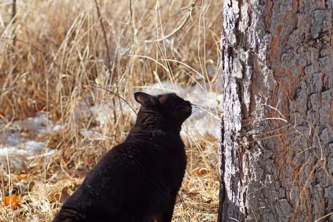 A cat sniffs a stick in the spring forest Stock Photos