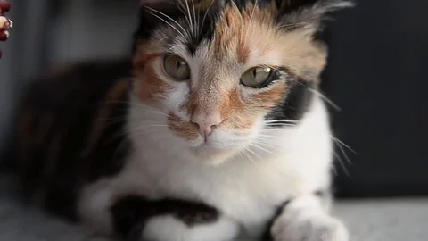 Cat snout that looks something Stock Footage 88920753