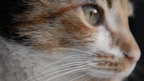 Cat snout that looks something Vídeo Stock 88920788
