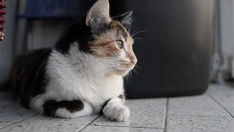 Cat snout that looks something Stock Footage 88920844